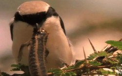 Loài chim dễ thương có sở thích kinh dị: Ghim xác con mồi lên cành cây