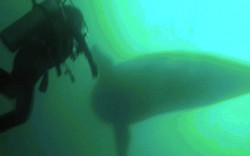 Video: Khám phá xác tàu dưới biển sâu, hoảng hồn với điều nhìn thấy