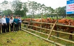 “Hóa giải” điểm yếu của chăn nuôi đại gia súc: Cải tạo và nâng cao chất lượng giống