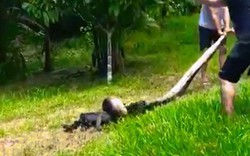 Dân làng hiệp lực giải cứu chú chó bị trăn anaconda siết cổ