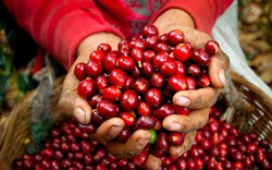 Giá nông sản hôm nay 6/10: Giá cà phê tăng chóng mặt gần 1 triệu/tấn, giá tiêu tăng ở Đồng Nai