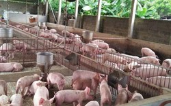 Giá heo hơi hôm nay 7/10: Giá lợn hơi tăng cao, nuôi 1.000 con lãi bao nhiêu?