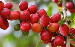 Giá nông sản hôm nay 8/10: Giá cà phê sắp cán mốc 36.000 đồng/kg, giá tiêu không đổi