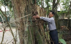 Hà Nội đồng ý cho người dân bán cây sưa từng được trả giá 100 tỷ đồng