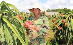 BR-VT: Trung Quốc ngưng thu mua, thanh long rớt "cái bịch"