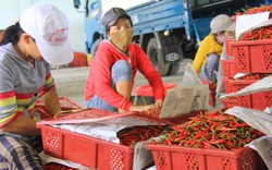 Malaysia ngừng nhập khẩu ớt của Việt Nam do dư lượng thuốc BVTV