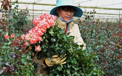 Đà Lạt: Giá hoa hồng tăng đột biến, nhà vườn lãi lớn