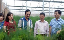 Chuyển đổi cây, con hiệu quả, huyện Phú Xuyên giàu nhanh
