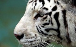 Hổ trắng quý hiếm vồ chết nhân viên sở thú ở Nhật Bản