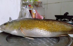 TT-Huế: Ngư dân câu được cá vàng óng, nghi cá sủ vàng quý hiếm