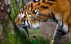 Ấn Độ: Săn lùng hổ cái ăn thịt 14 người bằng nước hoa quyến rũ