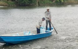 Giá cá tra tăng cao nhất trong 20 năm: Lo kiểm soát nguồn cá giống