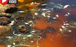 "Nước đỏ như máu" giết chết hàng triệu sinh vật biển ở Mỹ