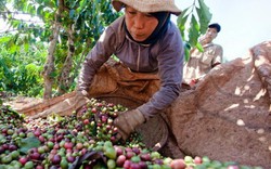 Giá nông sản hôm nay 11/10: Cà phê giảm 200 đồng, giá tiêu cao nhất 3 tháng qua