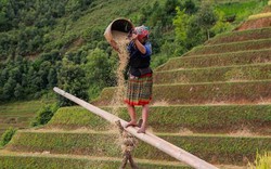 Mùa vàng trên danh thắng Mù Cang Chải