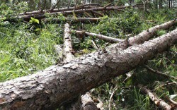 Lâm Đồng: Bắt 5 đối tượng đánh bảo vệ rừng, cướp tài sản