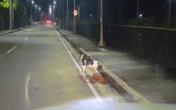 Xúc động cảnh chó cố gắng hồi sinh bạn đã chết bên đường ở Philippines