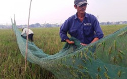 Vượt hàng trăm km "hốt" bạc triệu mỗi ngày nhờ nghề săn "tôm bay"