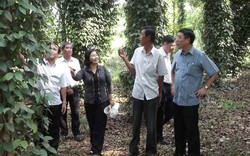 Nông dân Quảng Ngãi tiên phong trong xây dựng nông thôn mới