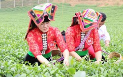 Sơn La: Công bố nhãn hiệu chứng nhận chè và khoai sọ Thuận Châu