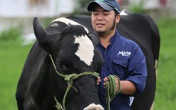 Kỳ công nuôi tạo “Hoa hậu bò sữa”