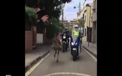 Video: Cảnh sát lái xe máy, ô tô truy đuổi đà điểu đến chết