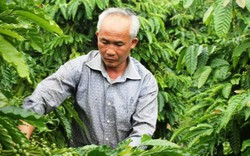 Làm giàu ở nông thôn: Trồng 12 ha cà phê, hồ tiêu, chưa bao giờ lỗ