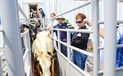 Tập đoàn TH đón gần 1.800 bò sữa cao sản nhập khẩu từ Mỹ