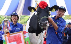 "Cô bò" cho hơn 15 tấn sữa/năm đoạt ngôi "hoa hậu bò sữa" Mộc Châu