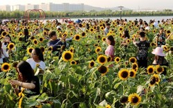 Hàng trăm người chen chúc nhau chụp ảnh ở vườn hướng dương Hải Phòng