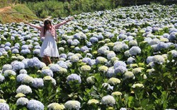 Giới trẻ đua nhau check-in cánh đồng hoa cẩm tú cầu đẹp mê mẩn ở Đà Lạt