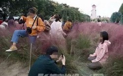 Vườn cỏ hồng bị khách Trung Quốc giẫm nát vì tranh chỗ chụp ảnh