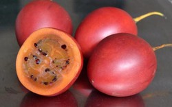 Cà chua thân gỗ từng "hét" giá 1 triệu đồng/kg, giờ bỗng rớt mạnh