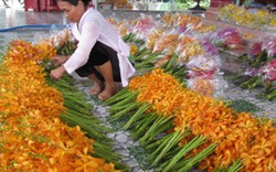 Sẵn đất, muốn nuôi thêm bò sữa mà bó tay vì vướng “rào cản” vay vốn