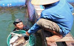 Cá nuôi chết hàng loạt ở Dung Quất do thay đổi môi trường