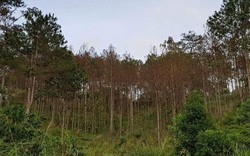 Lâm Đồng: Khởi tố vụ án phá rừng tại dự án của hai doanh nghiệp