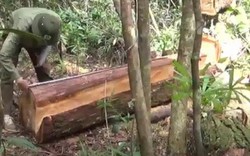 Điều tra vụ chặt phá hàng chục cây gỗ pơ mu