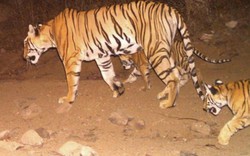 Hổ cái giết 13 người Ấn Độ "đấu trí" lực lượng truy tìm hùng hậu