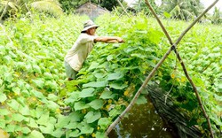 Kiên Giang: Mùa nước nổi trồng dưa leo, mướp hương "hốt bạc"