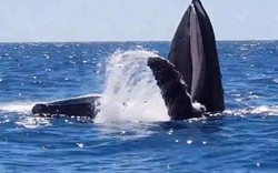 Cá voi lưng gù ngoi lên mặt biển há miệng 90 độ cực hiếm gặp ở Australia