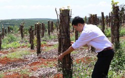 "Vận đen" của hồ tiêu: Chết trơ trụi, nông dân nợ chồng chất