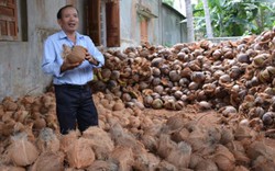 HTX Ngọc An “lên đời” sản phẩm từ dừa, riêng dầu dừa đã thu 3,5 tỷ