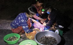 An Giang:  Soi đèn đi "chợ ma" bán đủ cá tôm, sản vật mùa nước nổi