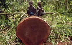 Quốc gia sắp mất sạch rừng vì công ty Trung Quốc “càn quét”