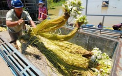 Rủ nhau sang tận Campuchia hái bông trắng, cọng dài, ăn ngon về bán