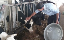 Làm trại bò sữa du lịch, mỗi ngày thu vài triệu đồng là thường