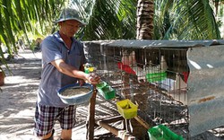 Bình Thuận: Nuôi chim câu ở gốc dừa, chim đẻ khỏe, dừa trái sai