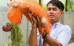 Người đàn ông nuôi hàng trăm con rồng Nam Mỹ ở Sài Gòn