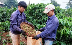 Giá nông sản hôm nay 23/10: Giá cà phê giảm tiếp 400 đồng/kg, giá tiêu không nhúc nhích