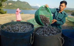 Chùm ảnh: Kiếm bộn tiền từ nghề cá khô sông Đà